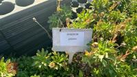 3 ERIGERON 'GLAVCUS' - 4
