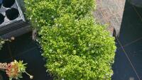 2 PRATIA 'PEDUNCULATA' - 3