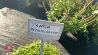 2 PRATIA 'PEDUNCULATA' - 4