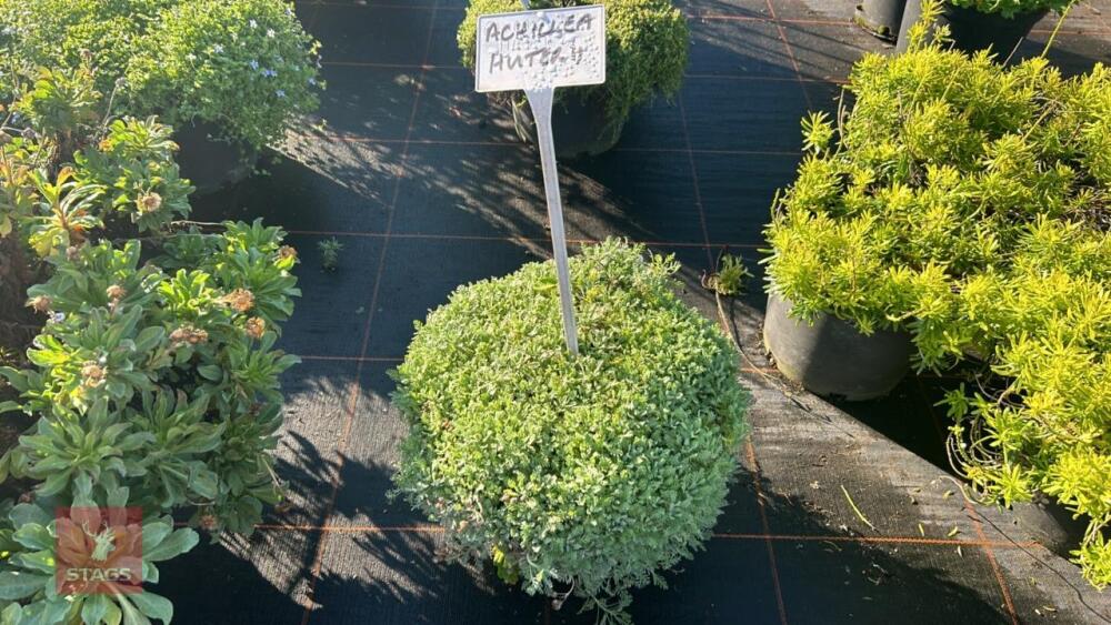 1 ACHILLEA HUTERI