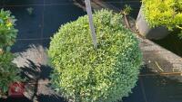 1 ACHILLEA HUTERI - 2