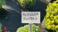 1 ACHILLEA HUTERI - 3