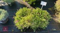 2 PHLOX 'ALEXANDER'S SURPRISE' - 2