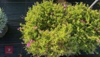 2 PHLOX 'ALEXANDER'S SURPRISE' - 3