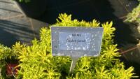 5 IBERIS 'GOLDEN CANDY' - 4