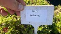 2 PHLOX 'KELLYS EYE' - 4