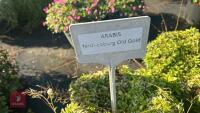 4 ARABIS FERDI-COBURGII 'OLD GOLD' - 4