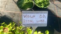6 VIOLA ODORATA 'ROYAL WEDDING' - 4