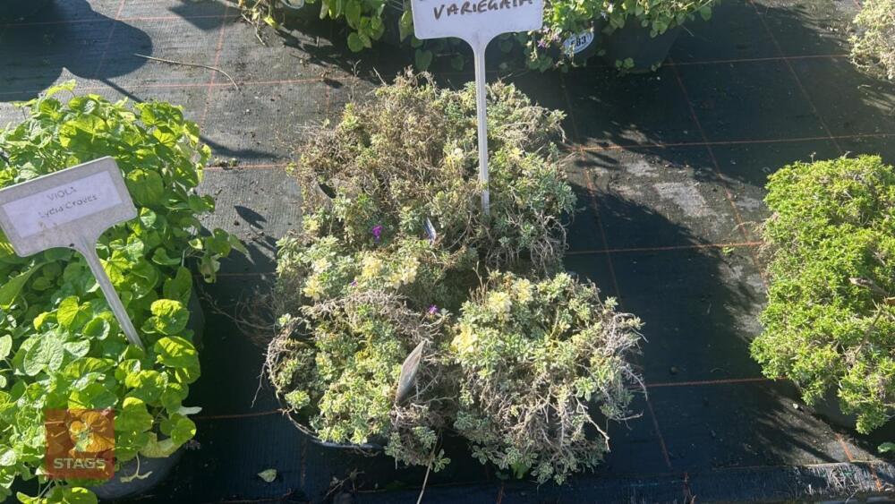 6 AUBRIETA 'DR MULES VARIEGATA'
