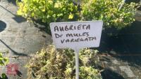 6 AUBRIETA 'DR MULES VARIEGATA' - 4