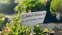 5 CAMPANULA 'LISDUGGAN' - 4