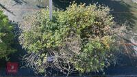 2 THYMUS 'DOONE VALLEY' - 2