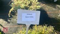 2 THYMUS 'DOONE VALLEY' - 3