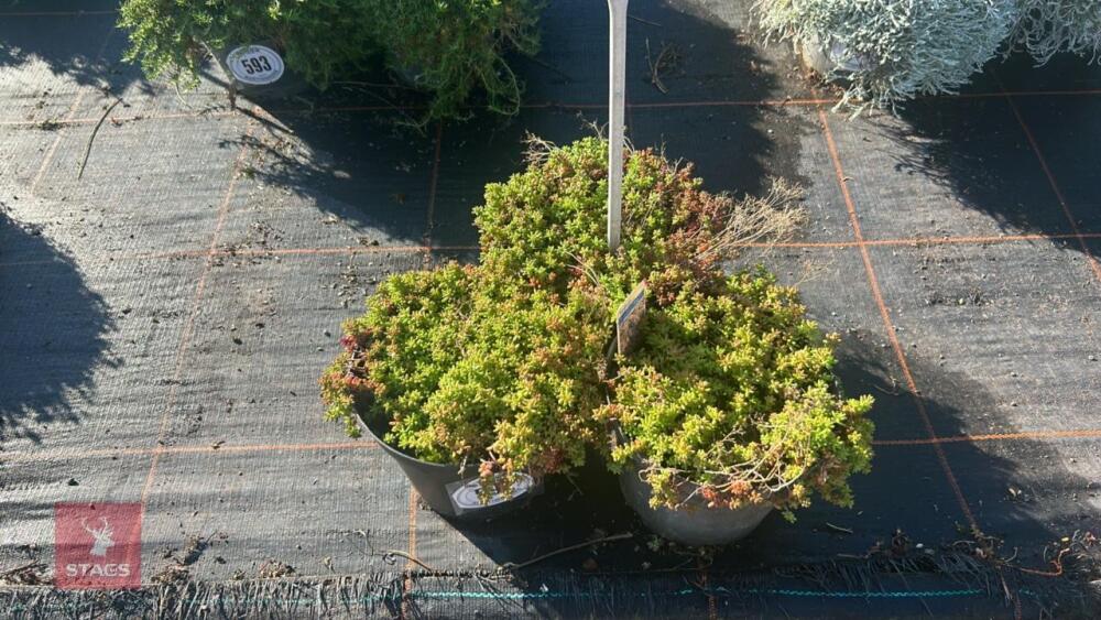 3 SEDUM 'CORAL CARPET'