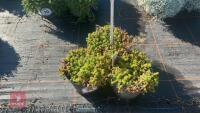3 SEDUM 'CORAL CARPET'