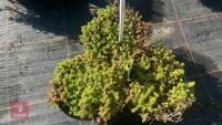 3 SEDUM 'CORAL CARPET' - 2