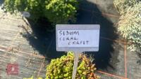 3 SEDUM 'CORAL CARPET' - 3