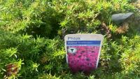 5 PHLOX 'CRACKERJACK' - 4