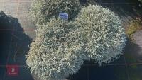 3 OZOTHAMNUS 'COUNTY PARK SILVER' - 2