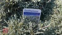 3 OZOTHAMNUS 'COUNTY PARK SILVER' - 3