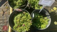 4 SAPONARIA 'BRESSINGHAM' - 3