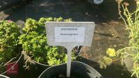 4 SAPONARIA 'BRESSINGHAM' - 4