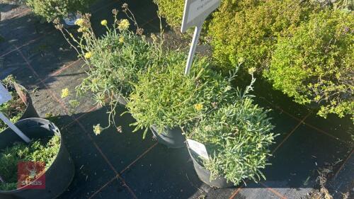 3 ACHILLEA 'KING EDWARD'