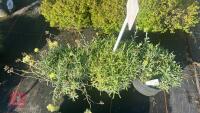 3 ACHILLEA 'KING EDWARD' - 2