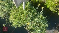 3 ACHILLEA 'KING EDWARD' - 3