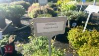 3 ACHILLEA 'KING EDWARD' - 4