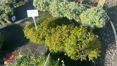 3 THYMUS 'ANDERSONS GOLD'