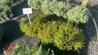 3 THYMUS 'ANDERSONS GOLD'