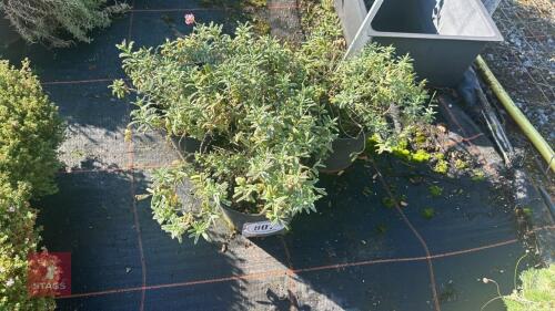 3 HELIANTHEMUM 'RASPBERYY RIPPLE'