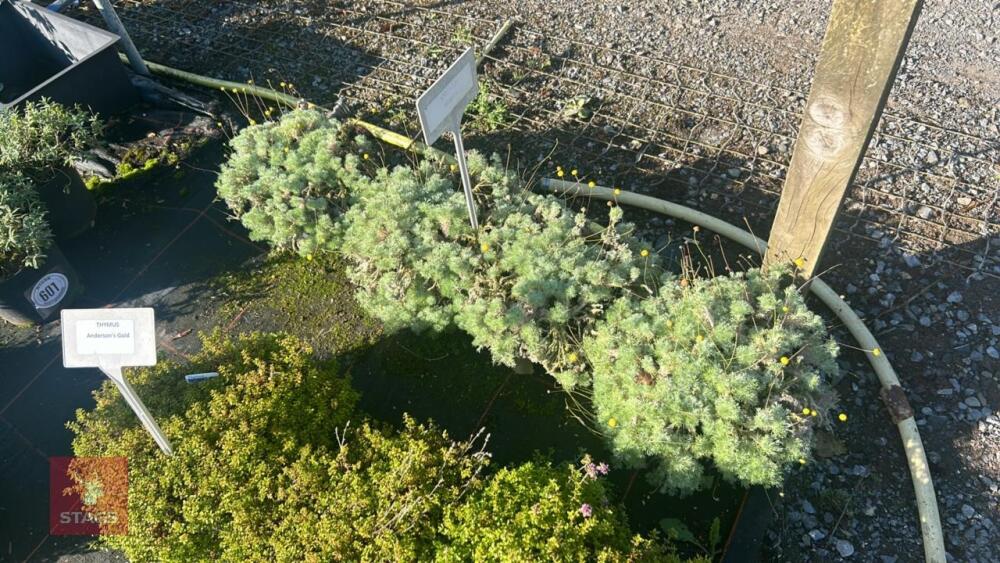 4 COTULA 'HISPIDA'