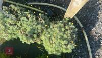 4 COTULA 'HISPIDA' - 3