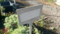 4 COTULA 'HISPIDA' - 4