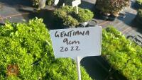 60 GENTIANA 'SINO-ORNATA' - 4
