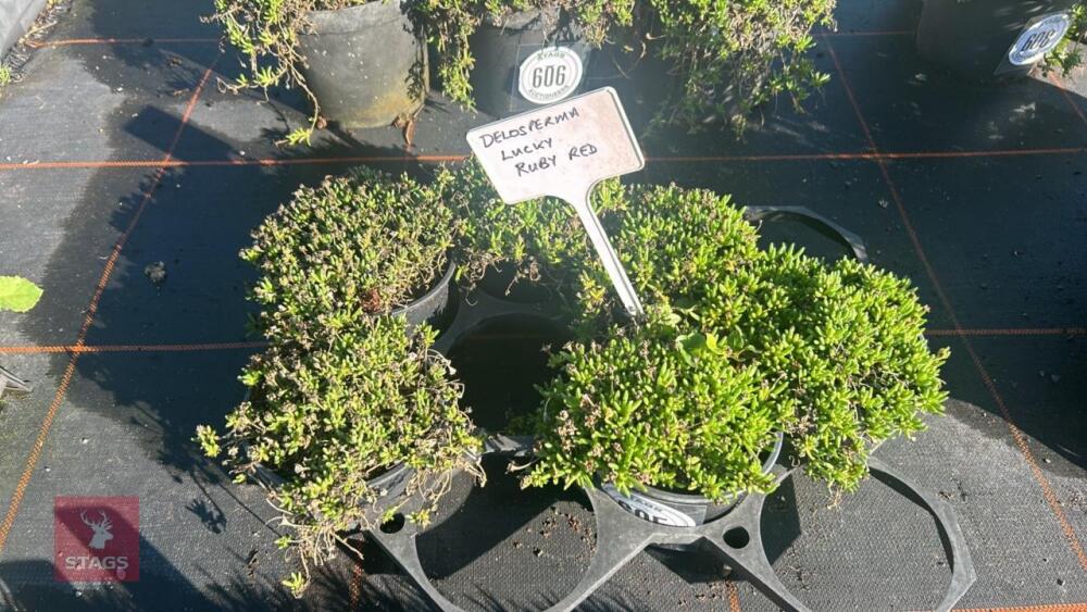 6 DELOSPERMA 'LUCKY RUBY RED'