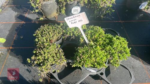 6 DELOSPERMA 'LUCKY RUBY RED'
