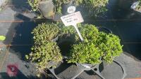 6 DELOSPERMA 'LUCKY RUBY RED'