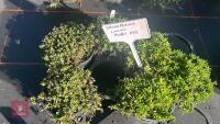 6 DELOSPERMA 'LUCKY RUBY RED' - 2