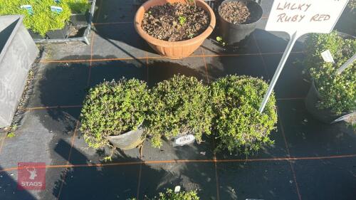 3 DELOSPERMA 'LUCKY RUBY RED'