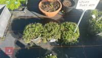 3 DELOSPERMA 'LUCKY RUBY RED'