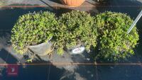 3 DELOSPERMA 'LUCKY RUBY RED' - 2