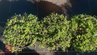3 DELOSPERMA 'LUCKY RUBY RED' - 3