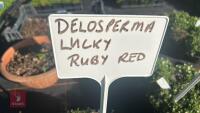 3 DELOSPERMA 'LUCKY RUBY RED' - 4