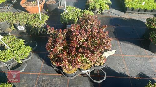 9 BERBERIS 'BAGATELLE'