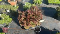 9 BERBERIS 'BAGATELLE'