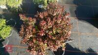9 BERBERIS 'BAGATELLE' - 2