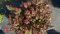 9 BERBERIS 'BAGATELLE' - 3